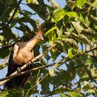 Ein archaischer Geselle der Hoatzin