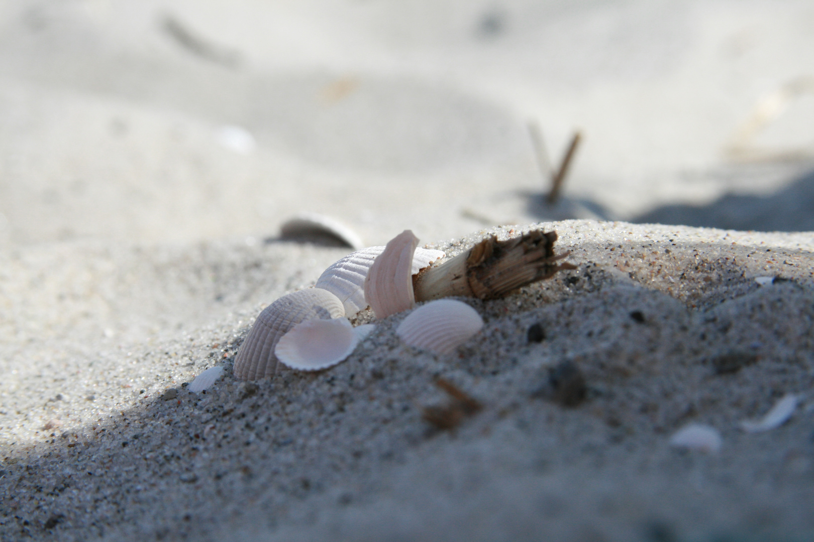 "ein Arrangement von Muscheln mit einem Hauch von Sand und Sonne"