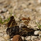 Ein Atlas besteht aus mehreren Landkarten