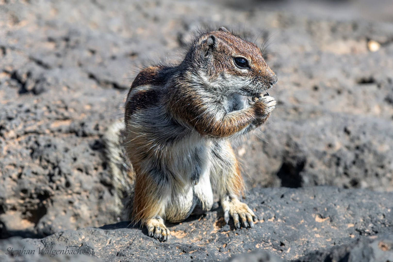 Ein Atlashörnchen auf Fuerteventura