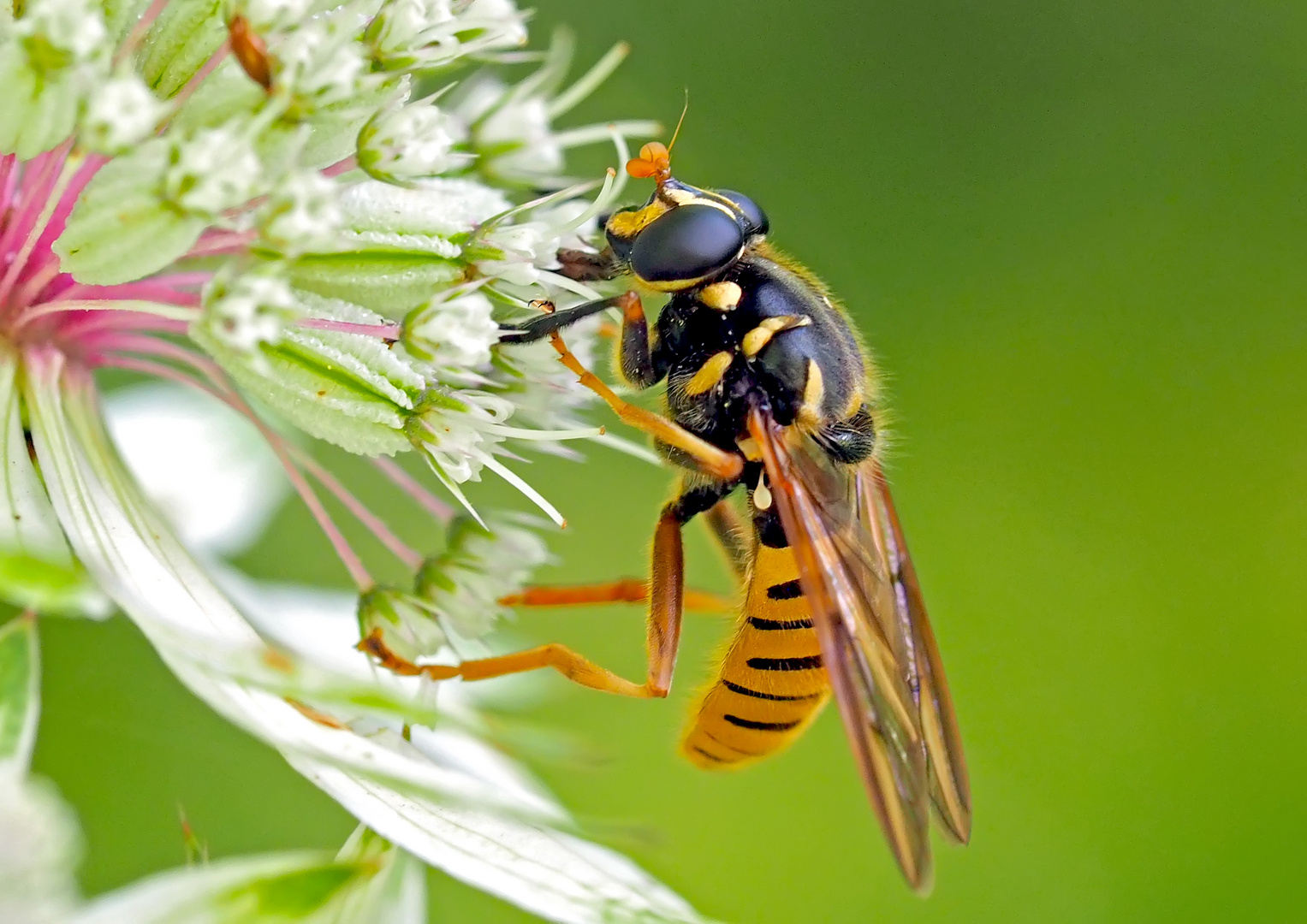 Ein attraktiver Blütenbesucher: die Wespen-Moderholzschwebfliege (Temnostoma vespiforme) * 