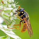 Ein attraktiver Blütenbesucher: die Wespen-Moderholzschwebfliege (Temnostoma vespiforme) * 