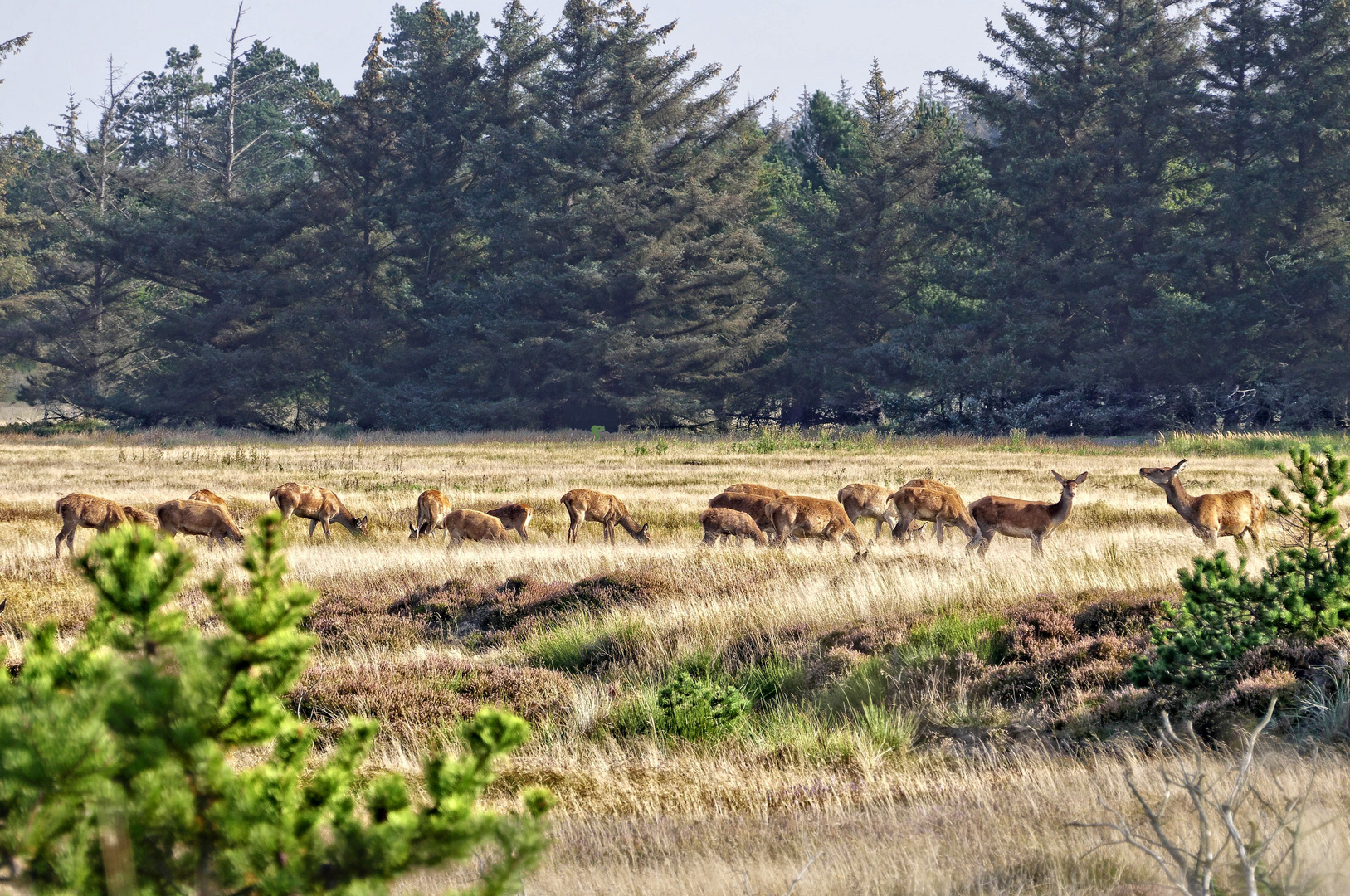 Ein attraktives Rudel! Foto & Bild herbst, heide, tiere Bilder auf