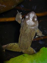 Ein auf dem Rücken fast zeichnungsloses Exemplar (etwa 7 cm lang) des Grasfrosches . . .