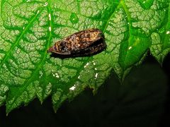 Ein auf den ersten Blick unauffällig aussehender Kleinschmetterling. Garten Düsseldorf-Garath,