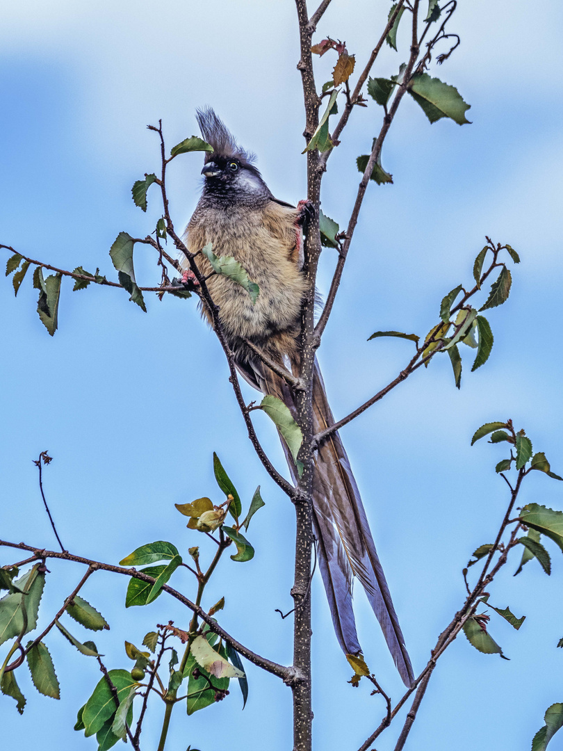 Ein auffälliger Vogel: der Braunflügelmausvogel