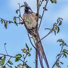 Ein auffälliger Vogel: der Braunflügelmausvogel