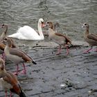 Ein aufgebrachter Schwan verteidigt sein Revier vor allzu aufdringlichen Nilgänsen..