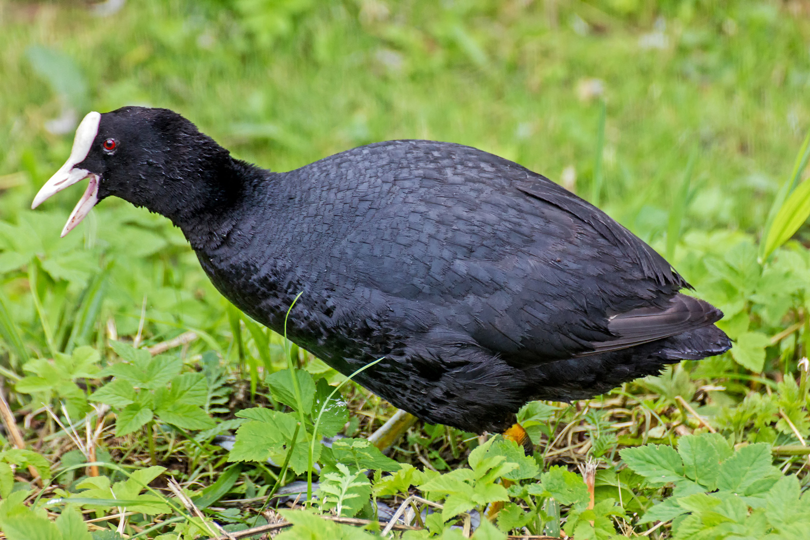 ein aufgeregtes Blässhuhn am Ufer der Vechte in Schüttorf