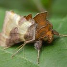 Ein aufgeschreckter Nachtfalter - Messingeule (Diachrysia chrysitis)