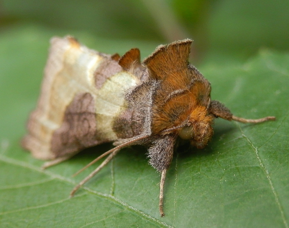 Ein aufgeschreckter Nachtfalter - Messingeule (Diachrysia chrysitis)