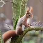 ein aufgeweckter Besucher im Garten