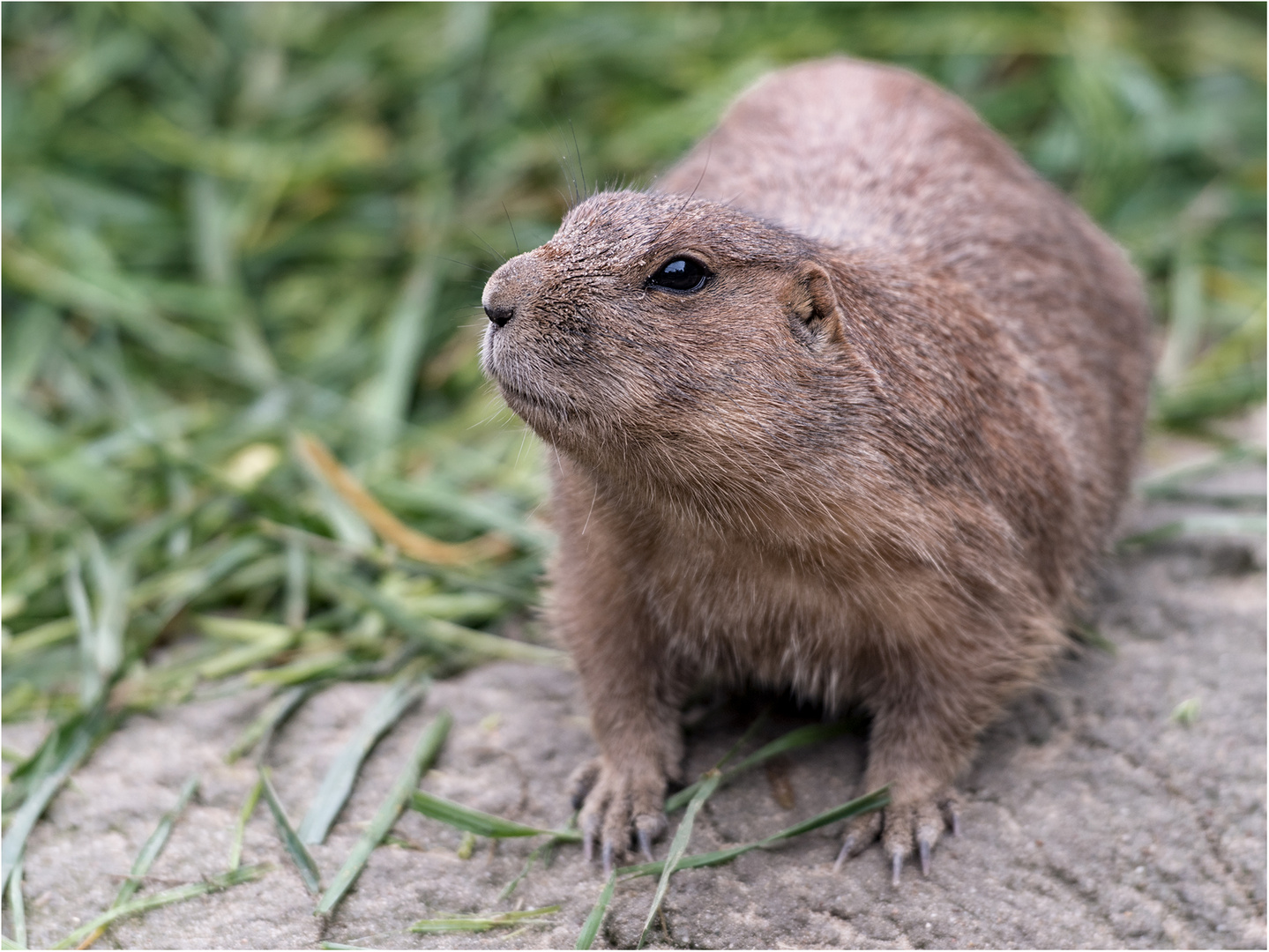 Ein aufgewecktes Kerlchen.....