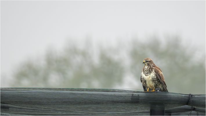 Ein aufmerksame Beobachter....