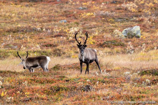 Ein aufmerksamer Beobachter