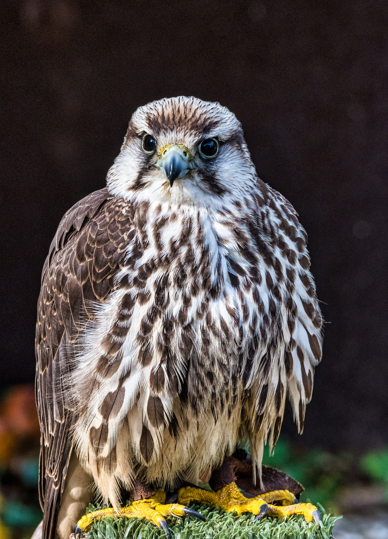 Ein aufmerksamer Blick