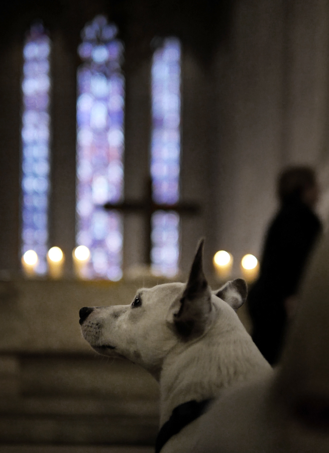 Ein aufmerksamer Hund.