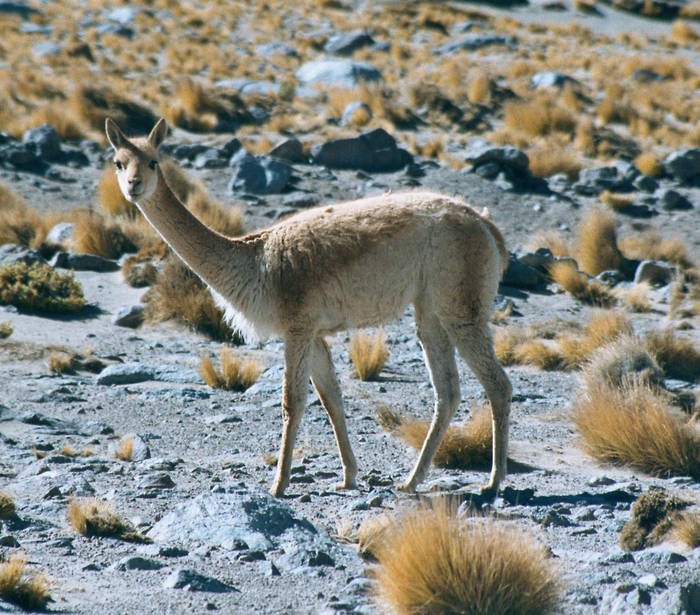 ein aufmerksames Vicuna in den chilenischen Anden