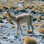 ein aufmerksames Vicuna in den chilenischen Anden