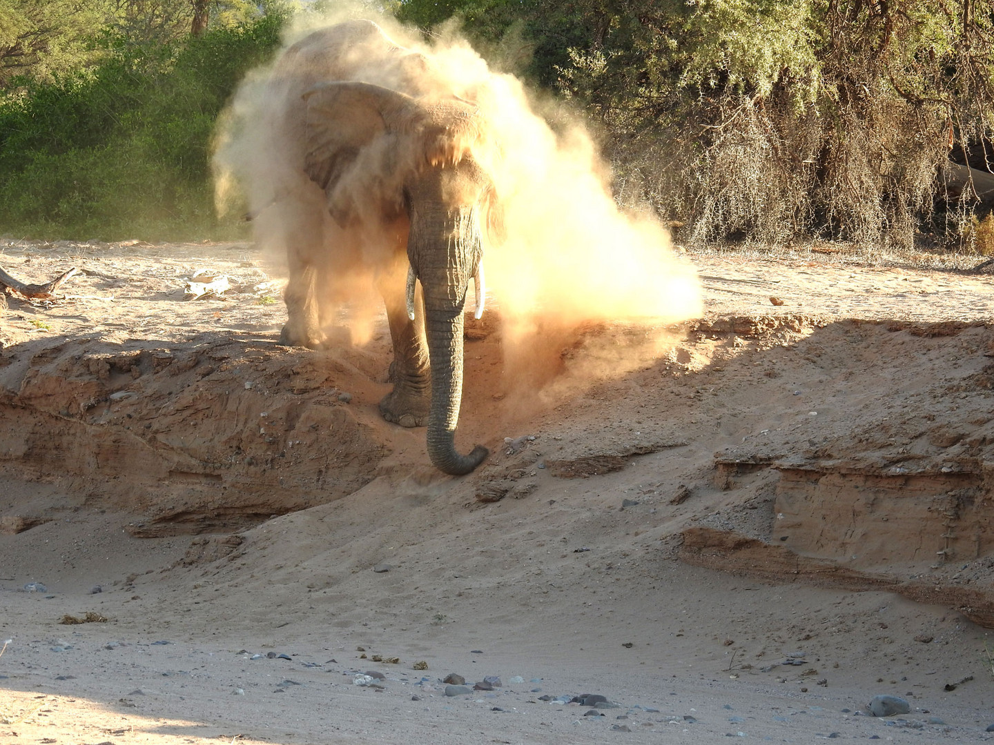 Ein aufregender Moment: Ein Wüstenelefant stürmt ins  zu uns ins Flussbett