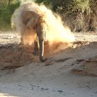 Ein aufregender Moment: Ein Wüstenelefant stürmt ins  zu uns ins Flussbett