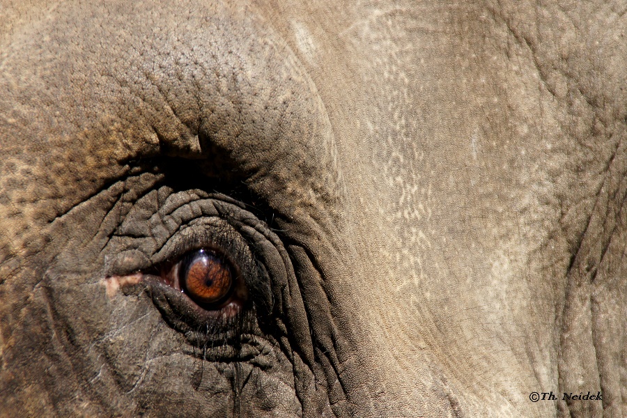 Ein Auge Afrikas