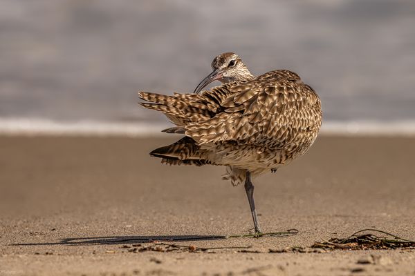 Ein Auge hat er auf mich geworfen…
