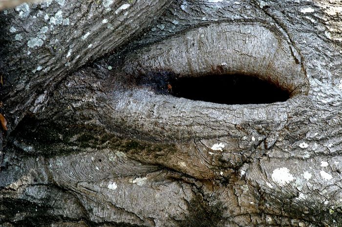 Ein Auge im Wald