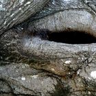 Ein Auge im Wald