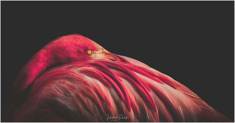 Ein Auge riskiere ich mal