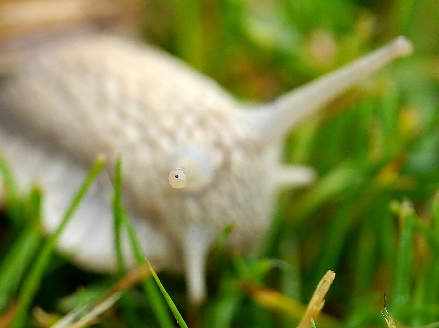 Ein Auge riskieren