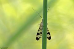 Ein Auge riskieren