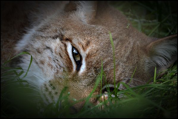 Ein Auge riskieren  !!!