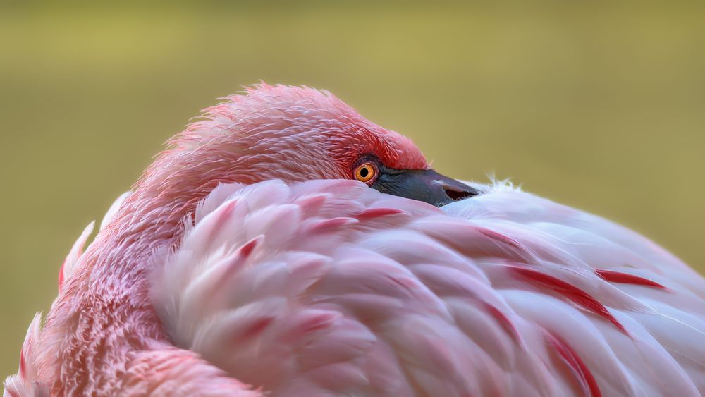 ein Auge riskieren