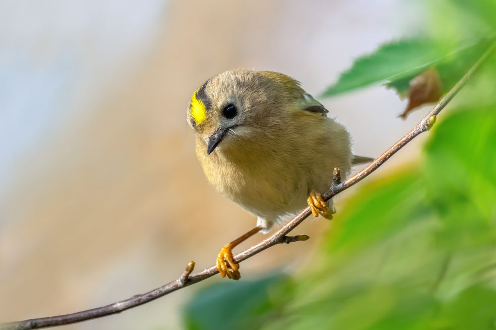 Ein Auge riskiert  - Wintergoldhähnchen