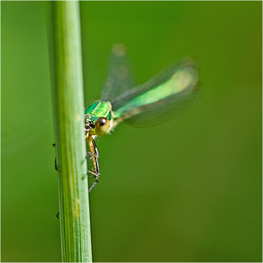 Ein Auge riskierte . . .