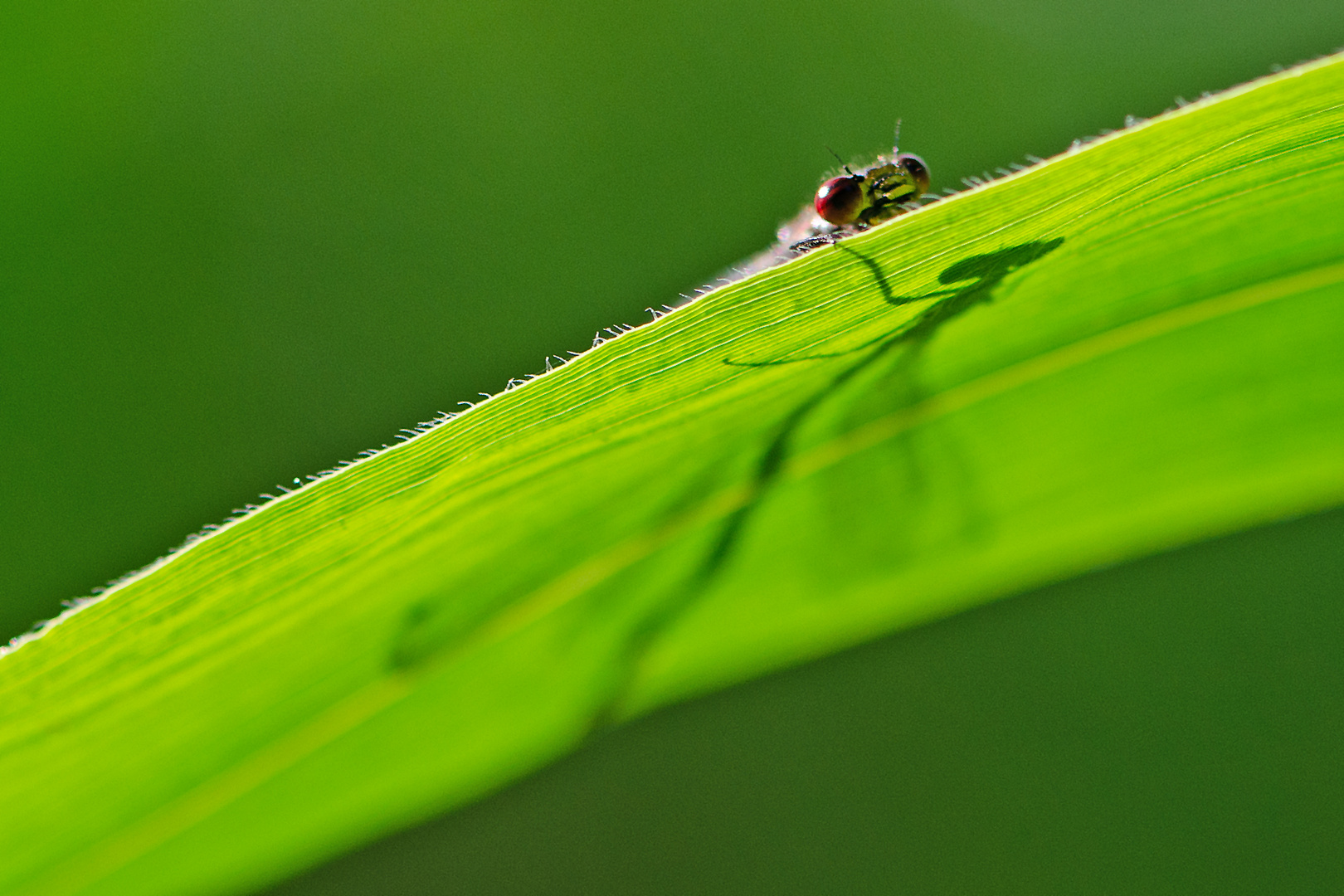 Ein Auge riskierte die . . .