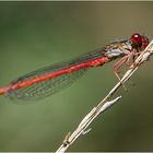 Ein Auge riskierte die Scharlachlibelle . . .