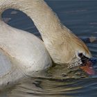 Ein Auge über dem Wasser ist immer gut