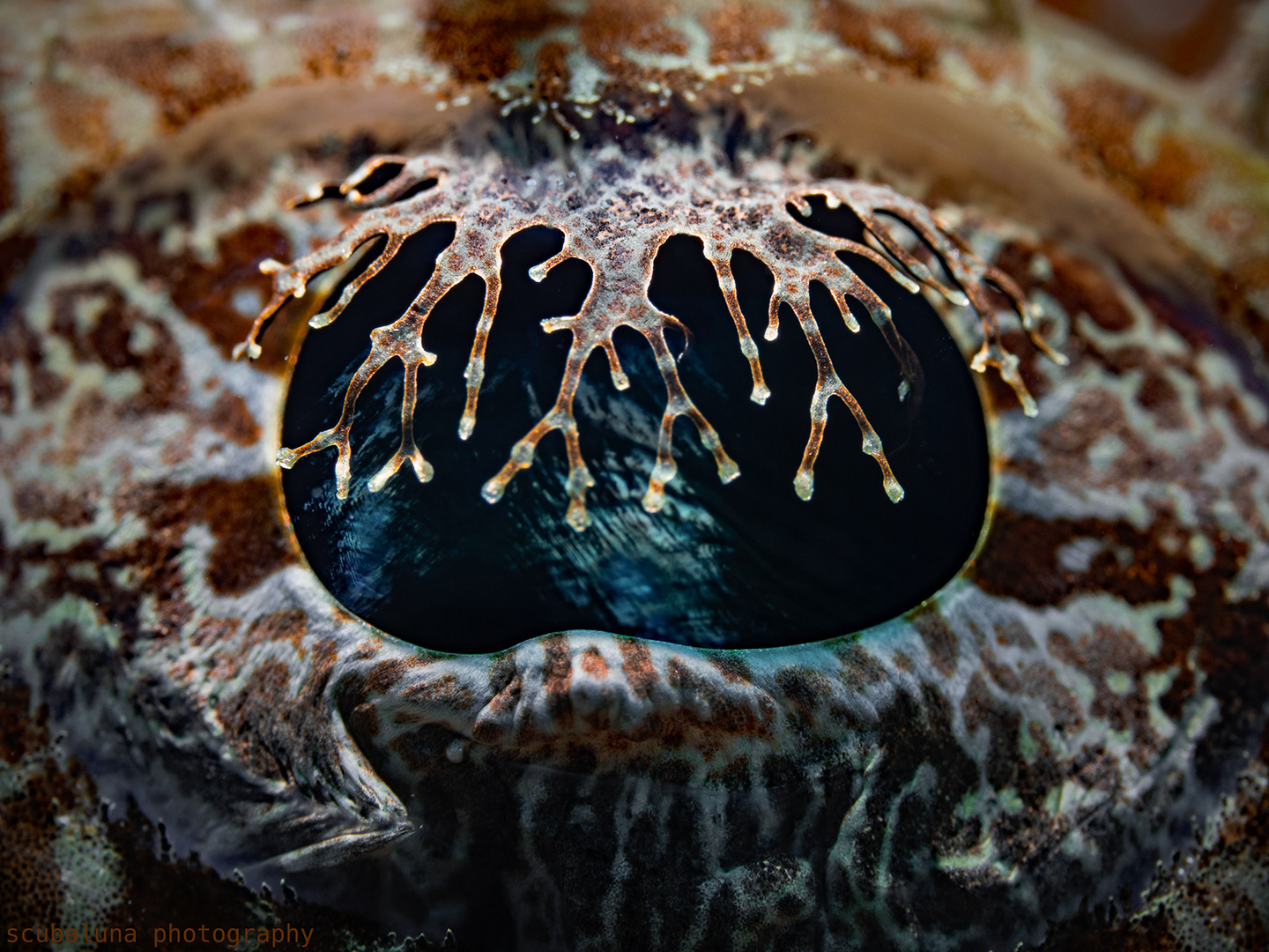 ein AUGE vom Braunkopf Krokodilfisch  