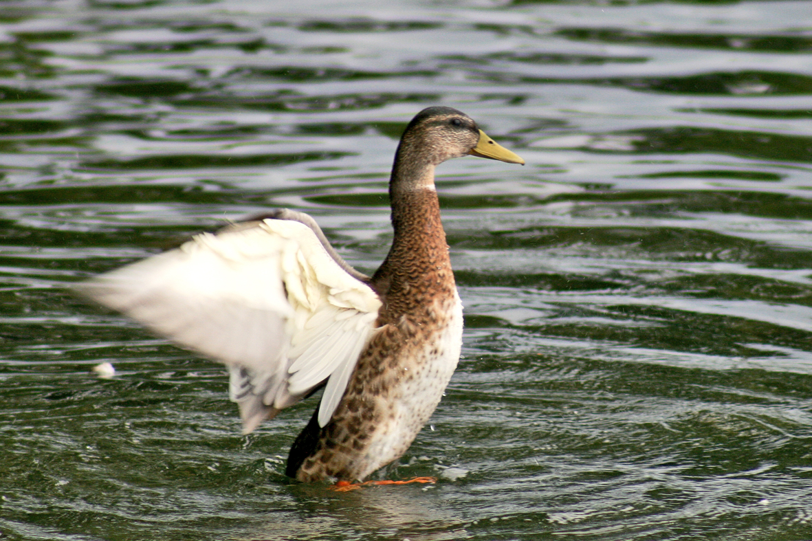 Ein Augenblick am See