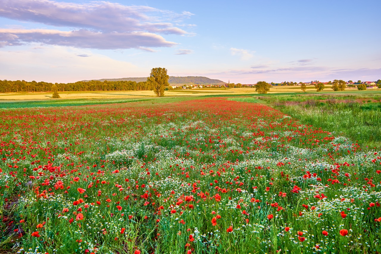 Ein Augenschmaus, Mohnblumenwiese im Abendlicht