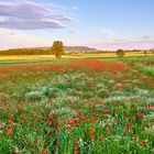 Ein Augenschmaus, Mohnblumenwiese im Abendlicht