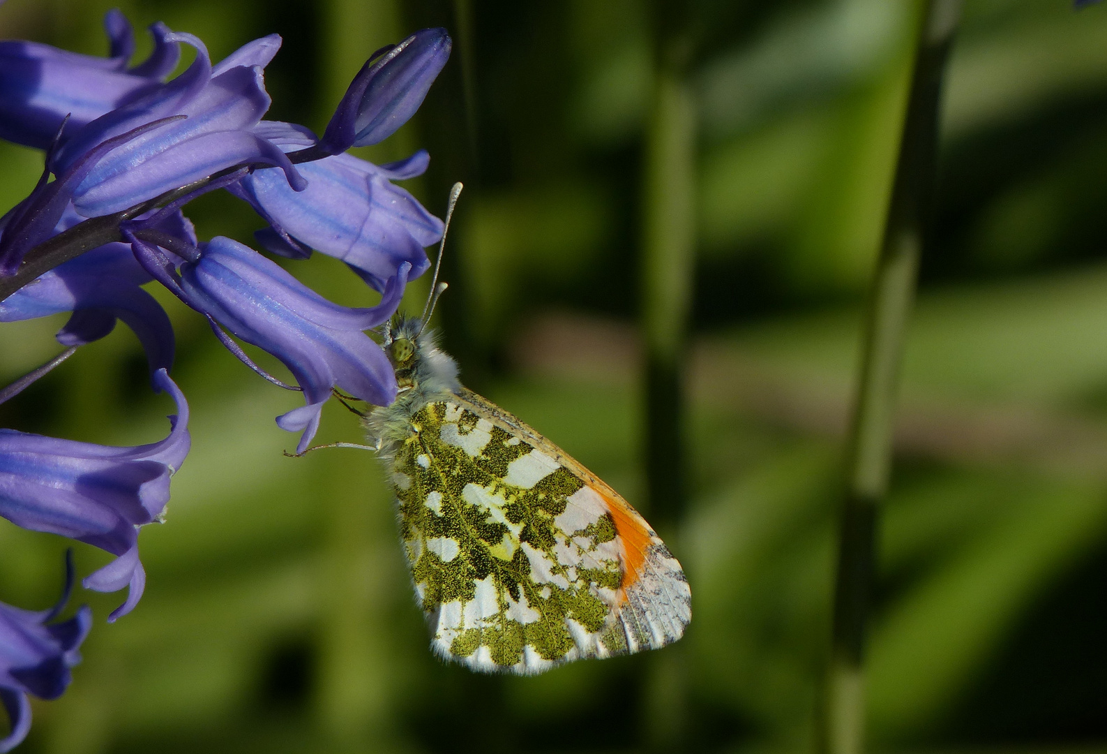 ein Aurorafalter (Anthocharis cardamines) (Männchen) ...