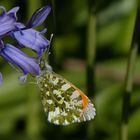 ein Aurorafalter (Anthocharis cardamines) (Männchen) ...