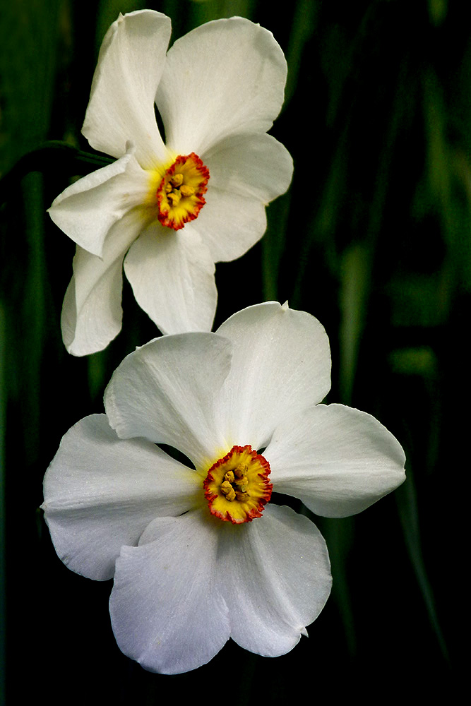 Ein Ausblick auf den Frühling..................