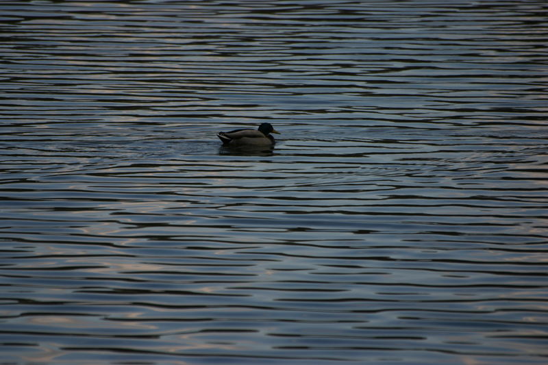 Ein Ausflug an den See