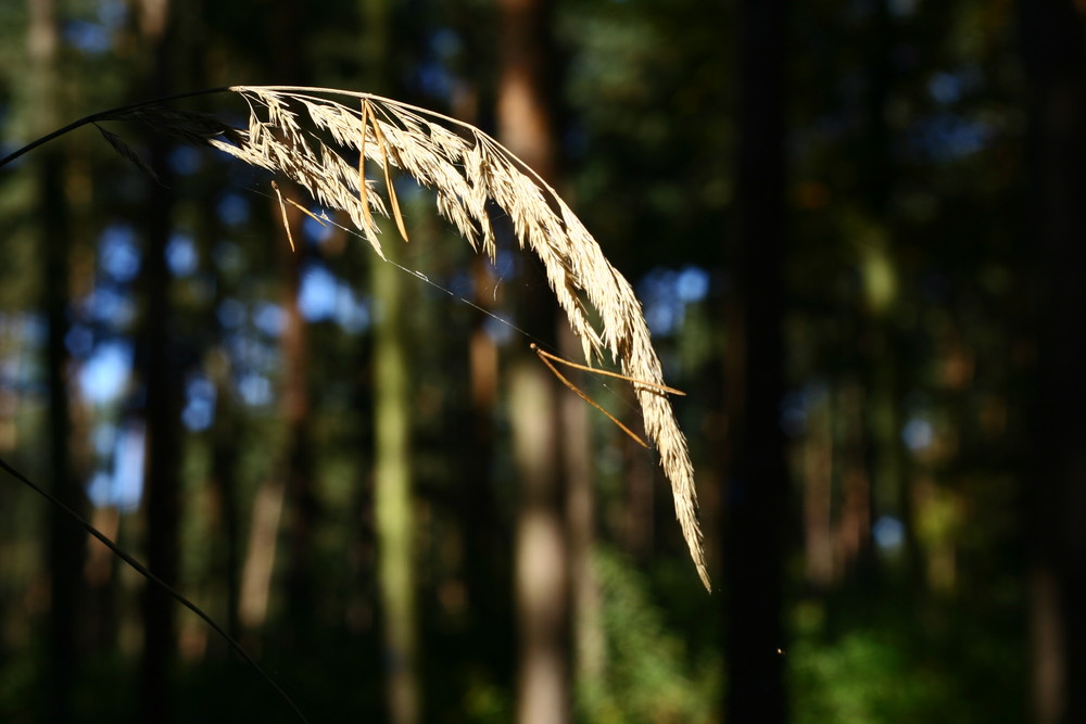 ...ein Ausflug durch dem heimatlichen Wald...