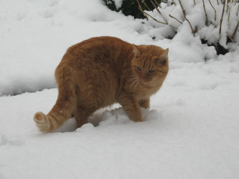 Ein Ausflug im Schnee