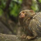 Ein Ausflug in den Nürnberger Zoo....